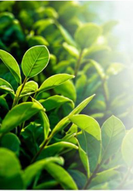 Fresh green tea leaves